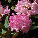 znalezisko 20120518.41.js - Rhododendron ‘Maifreude’; Arboretum Wojsławice