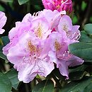 Rhododendron Mims