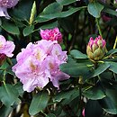 znalezisko 20120518.40.js - Rhododendron ‘Mims’; Arboretum Wojsławice
