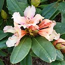 Rhododendron Norfolk Candy