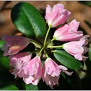 Rhododendron Ping Brightness