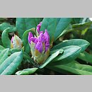 znalezisko 20170506.5.js - Rhododendron ‘Pohjola's Daughter’; Arboretum Wojsławice