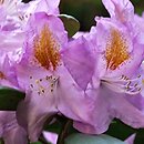 Rhododendron Ricarda