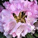 Rhododendron Silbervolke