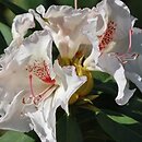 Rhododendron Simona