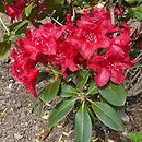 Rhododendron Small Wonder