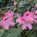 Rhododendron Sneezy