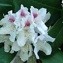 Rhododendron Textor