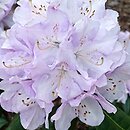 Rhododendron Viola