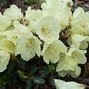 Rhododendron Wren