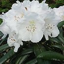 Rhododendron Yaku Angel