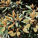 Rhododendron bureavii × pachysanthum Rusty Dane