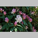 znalezisko 20120505.49.js - Rhododendron ‘Bismarck’; Arboretum Wojsławice