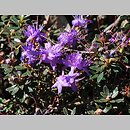 znalezisko 20120505.46.js - Rhododendron telmateium (różanecznik bagienny); Arboretum Wojsławice