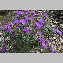 znalezisko 20170506.3.js - Rhododendron russatum (różanecznik czerwieniejący); Arboretum Wojsławice