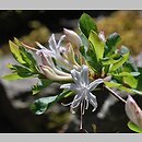 znalezisko 20140607.5.js - Rhododendron viscosum; Botanická zahrada Liberec