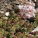 Sedum hakonense