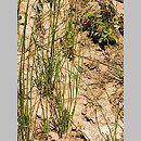 Equisetum palustre (skrzyp błotny)