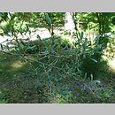 znalezisko 20170614.18.js - Halimodendron halodendron (słonisz srebrzysty); Arboretum Kudypy