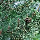 Pinus thunbergii (sosna Thunberga)