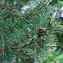 znalezisko 20140613.1.js - Pinus thunbergii (sosna Thunberga); Arboretum Wojsławice