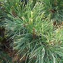 Pinus heldreichii Aureospicata