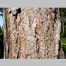 znalezisko 20050312.9.js - Pinus nigra (sosna czarna); okolice Wlenia, Pogórze Kaczawskie