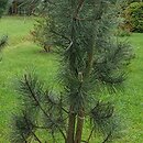 Pinus nigra Fastigiata