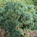 Pinus parviflora Regenhold Broom