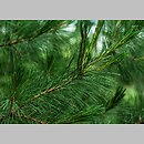 znalezisko 20120616.14.js - Pinus flexilis (sosna giętka); Arboretum Karniszewice
