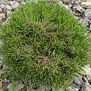 Pinus mugo Dysk