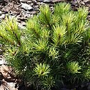 Pinus mugo Werner