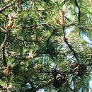 Pinus uncinata (sosna hakowata)