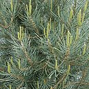 Pinus monophylla (sosna jednoigielna)