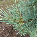 Pinus monophylla (sosna jednoigielna)