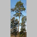 Pinus sylvestris (sosna zwyczajna)
