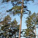 Pinus sylvestris (sosna zwyczajna)