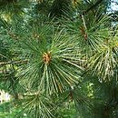 sosna rumelijska (Pinus peuce)