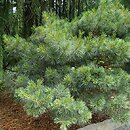 Pinus strobus Radiata