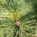 Pinus ponderosa (sosna Å¼Ã³Å‚ta)