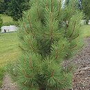 Pinus ponderosa Agnieszka