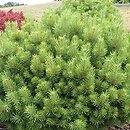 Pinus sylvestris Pelczar