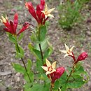 Spigelia marilandica