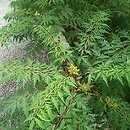 Rhus glabra (sumak gładki)