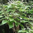 Catalpa ×erubescens Japonica