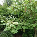 Catalpa bignonioides Giżycko