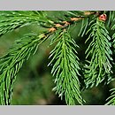 znalezisko 20130621.2.js - Picea rubens (świerk czerwony); Arboretum Liptovský Hrádok