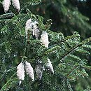 Picea orientalis (Å›wierk kaukaski)