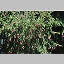 znalezisko 20120501.103.js - Picea orientalis (świerk kaukaski); Arboretum Wojsławice