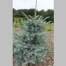 Picea pungens Maria